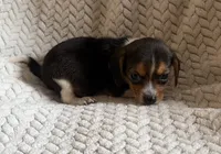M1, a male Beagle for sale in Judsonia, AR – 1 of 1