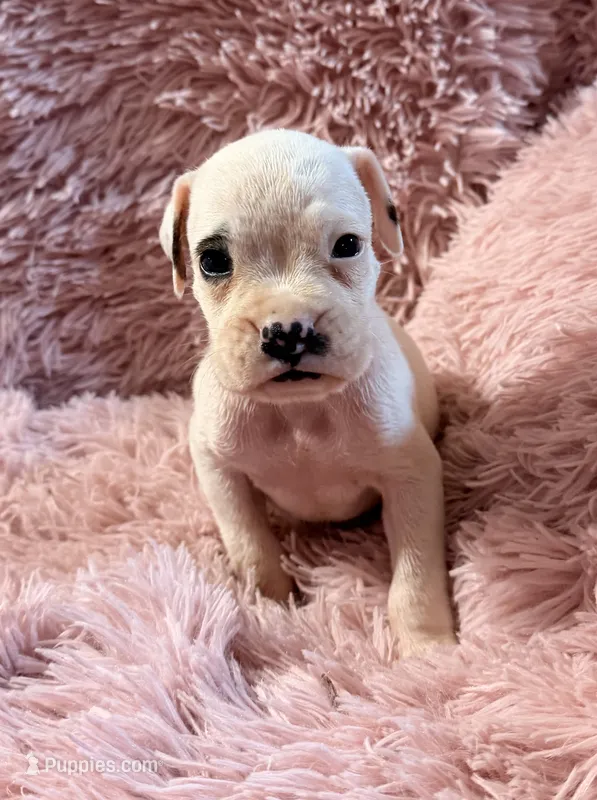 M1 – Boxer puppy for sale in Judsonia, AR