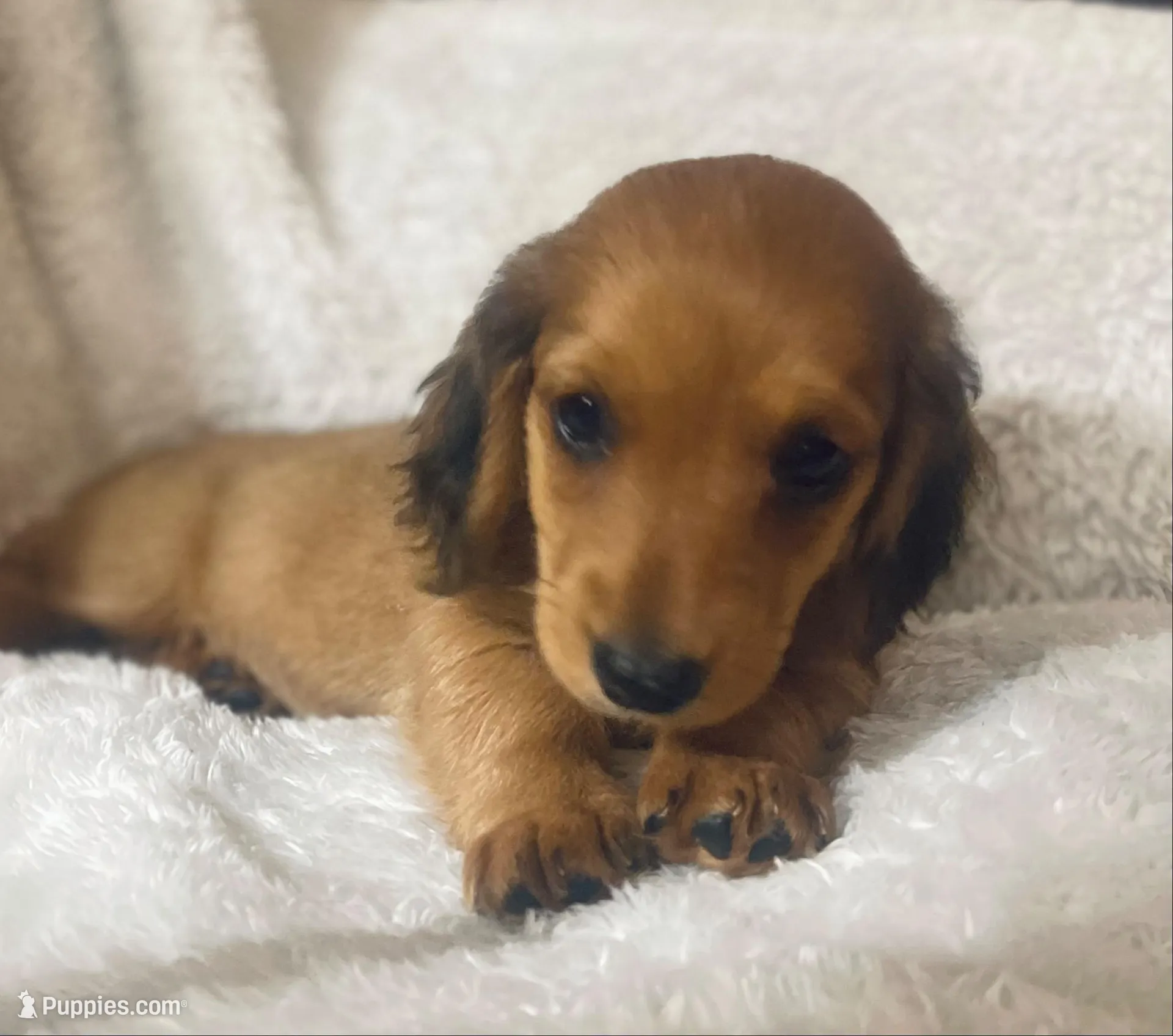 M4 – Dachshund puppy for sale in Judsonia, AR
