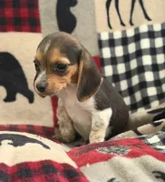 F2, a female Beagle for sale in Judsonia, AR – 3 of 4