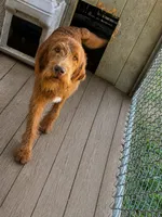 Goose, a male Double Doodle for sale in Judsonia, AR – 1 of 1