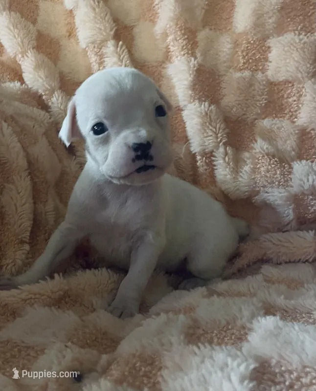F1 – Boxer puppy for sale in Judsonia, AR