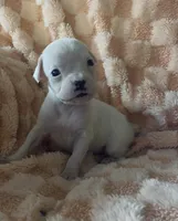 F1, a female Boxer for sale in Judsonia, AR – Photo 1 of 2