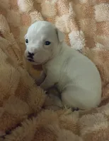 F1, a female Boxer for sale in Judsonia, AR – Photo 2 of 2