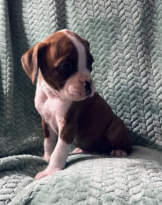 F3 – Boxer puppy for sale in Judsonia, AR