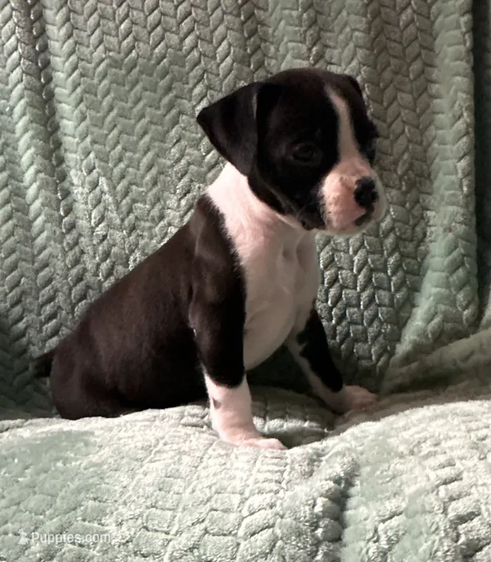 M2 – Boxer puppy for sale in Judsonia, AR