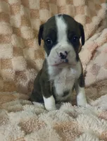 F3, a female Boxer for sale in Judsonia, AR – Photo 2 of 2