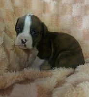 F3, a female Boxer for sale in Judsonia, AR – Photo 1 of 2