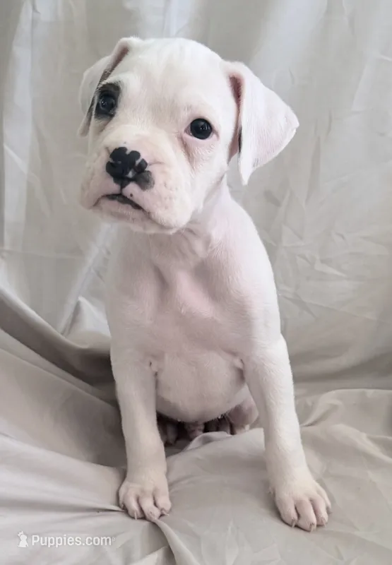 M1 – Boxer puppy for sale in Judsonia, AR