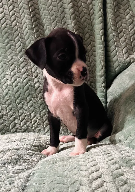 F4 – Boxer puppy for sale in Judsonia, AR