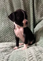 F4, a female Boxer for sale in Judsonia, AR – 3 of 3