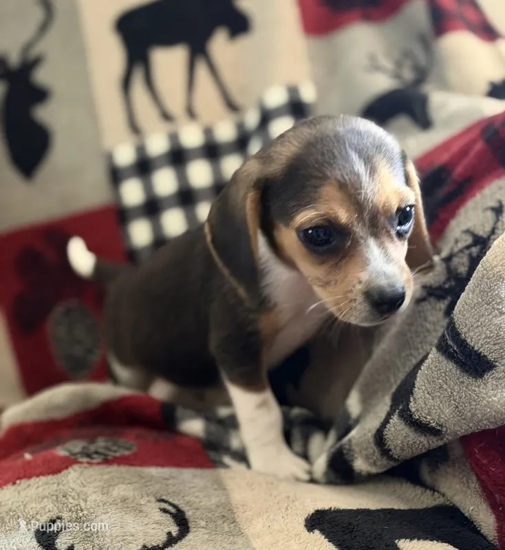 M1 – Beagle puppy for sale in Judsonia, AR