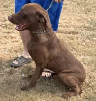 Ruger, a male Chesapeake Bay Retriever for sale in Judsonia, AR – 2 of 3