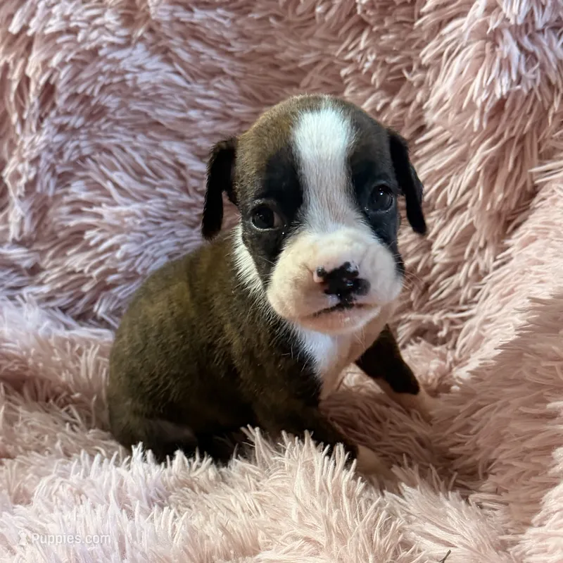 F2 – Boxer puppy for sale in Judsonia, AR