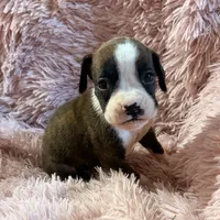F2, a female Boxer for sale in Judsonia, AR – 1 of 1