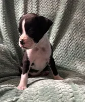 F5, a female Boxer for sale in Judsonia, AR – 2 of 3