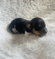 M3, a male Dachshund for sale in Judsonia, AR – Photo 1 of 2