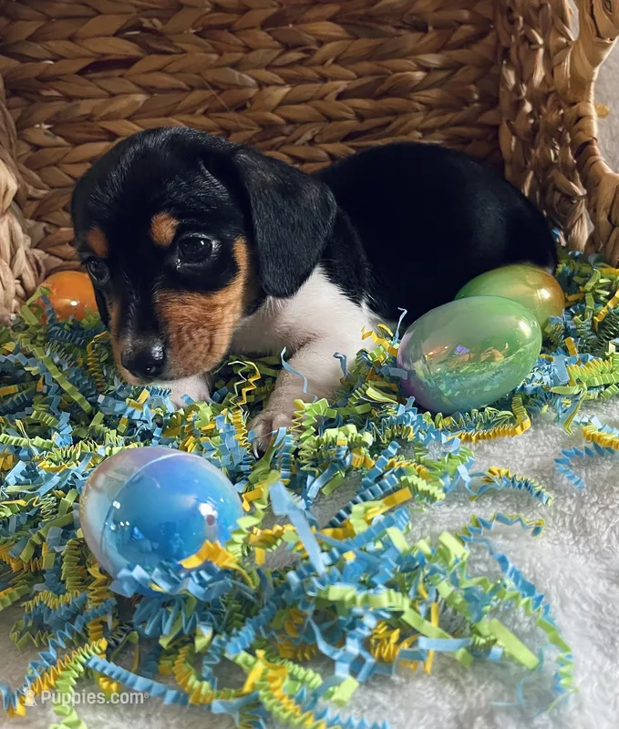 M3 – Dachshund puppy for sale in Judsonia, AR