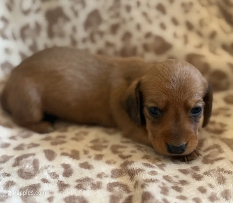 F2 – Dachshund puppy for sale in Judsonia, AR
