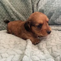 M4, a male Dachshund for sale in Judsonia, AR – Photo 4 of 5