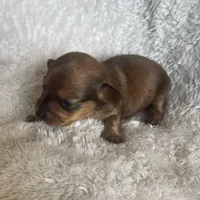 M4, a male Dachshund for sale in Judsonia, AR – Photo 5 of 5