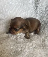 M4, a male Dachshund for sale in Judsonia, AR – Photo 1 of 2