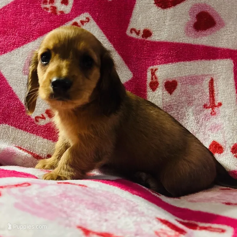 M4 – Dachshund puppy for sale in Judsonia, AR