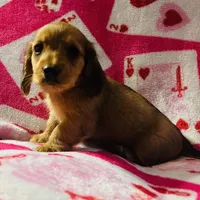 M4, a male Dachshund for sale in Judsonia, AR – Photo 1 of 5