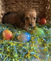 M4, a male Dachshund for sale in Judsonia, AR – Photo 2 of 5