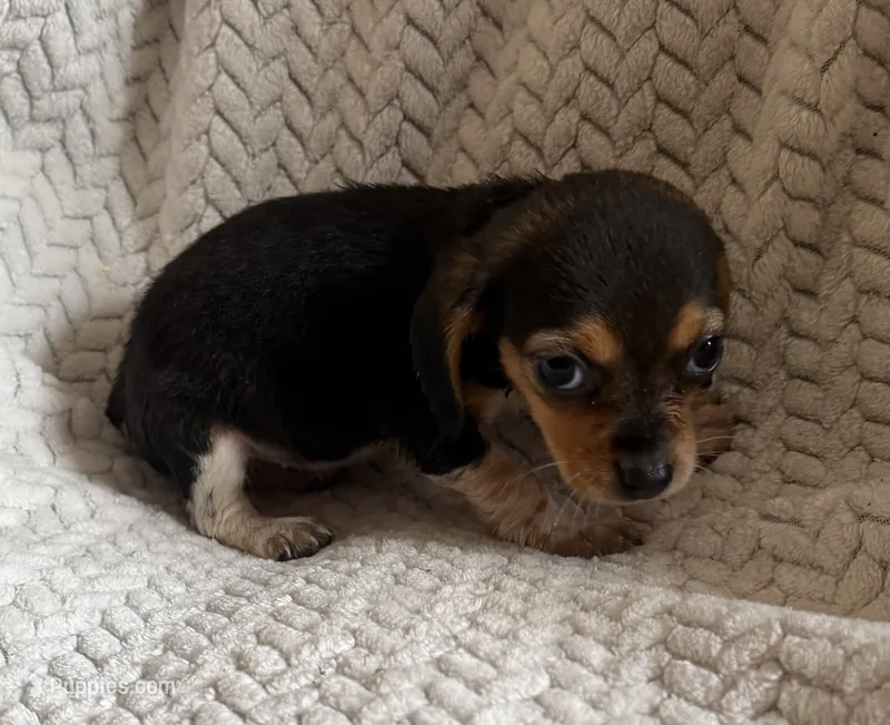 F2 – Beagle puppy for sale in Judsonia, AR