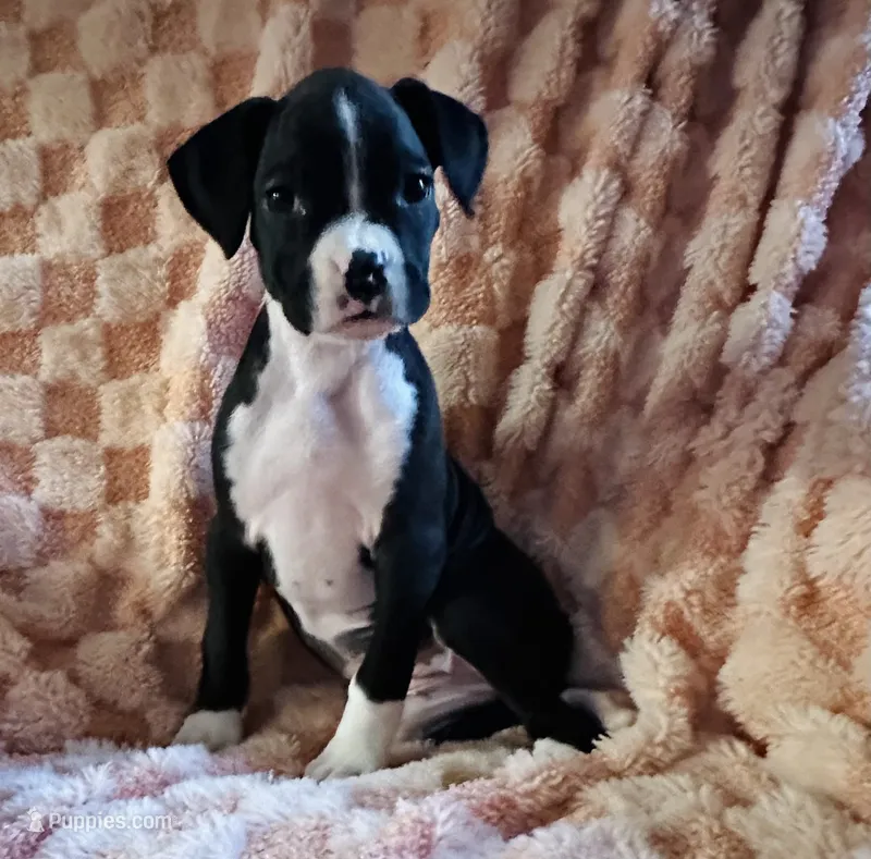F4 – Boxer puppy for sale in Judsonia, AR