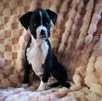 F4, a female Boxer for sale in Judsonia, AR – 1 of 3