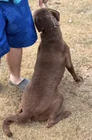 Ruger, a male Chesapeake Bay Retriever for sale in Judsonia, AR – 3 of 3