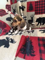 F1, a female Beagle for sale in Judsonia, AR – 4 of 5