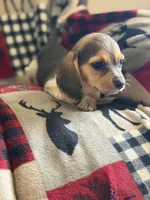 F5, a female Beagle for sale in Judsonia, AR – 3 of 4