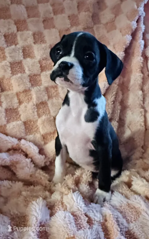 F2 – Boxer puppy for sale in Judsonia, AR