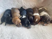 F2, a female Dachshund for sale in Judsonia, AR – Photo 2 of 2