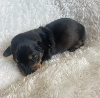 F2, a female Dachshund for sale in Judsonia, AR – Photo 1 of 2