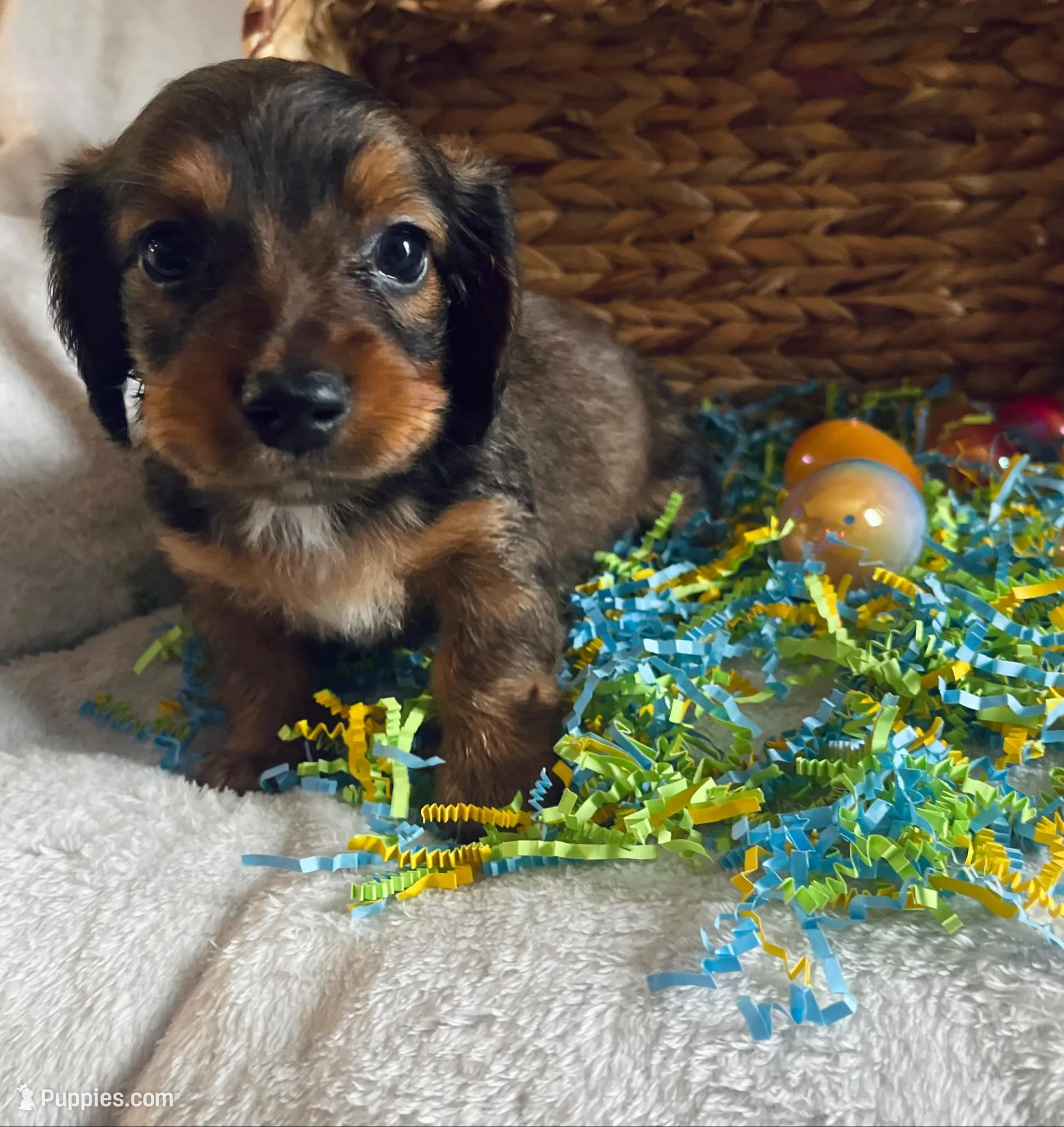 M1 – Dachshund puppy for sale in Judsonia, AR