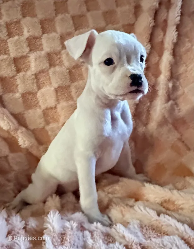 F1 – Boxer puppy for sale in Judsonia, AR