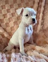 F1, a female Boxer for sale in Judsonia, AR – 1 of 2