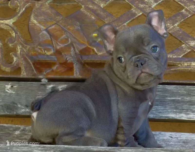 Mini frenchie, a female French Bulldog for sale in Los Angeles, CA – 1 of 1