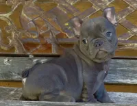 Mini frenchie, a female French Bulldog for sale in Los Angeles, CA – 1 of 1