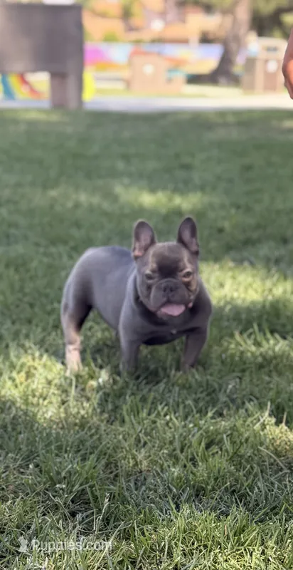 Mini  frenchie – French Bulldog puppy for sale in Los Angeles, CA