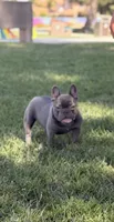 Mini  frenchie, a female French Bulldog for sale in Los Angeles, CA – 1 of 2