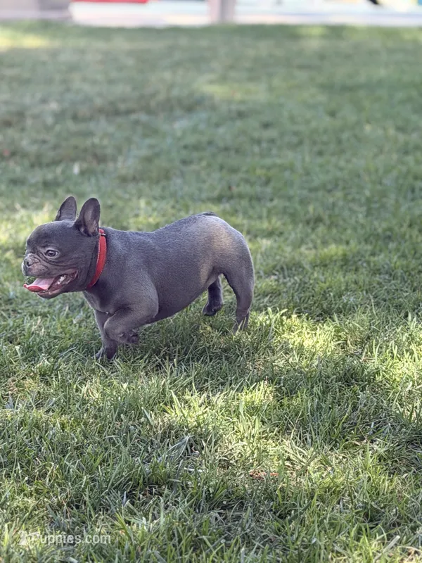 Mini frenchie , a female French Bulldog for sale in Los Angeles, CA – 1 of 1