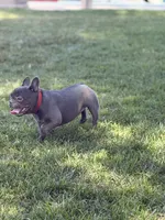 Mini frenchie , a female French Bulldog for sale in Los Angeles, CA – 1 of 1