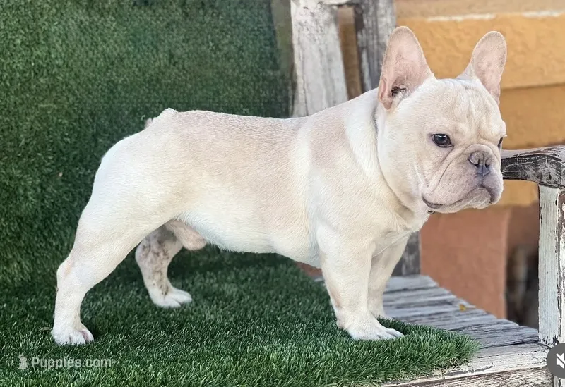 Mini Golden boy – French Bulldog puppy for sale in Los Angeles, CA