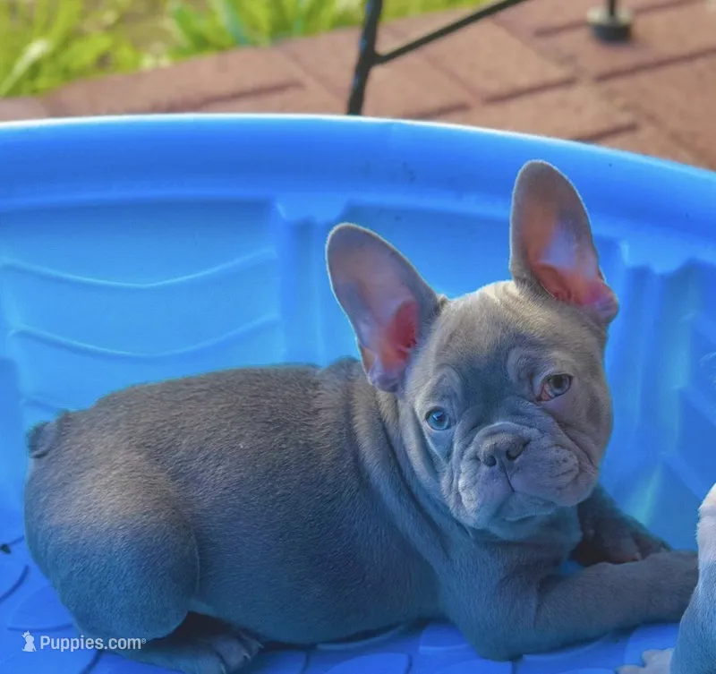 Max – French Bulldog puppy for sale in Los Angeles, CA