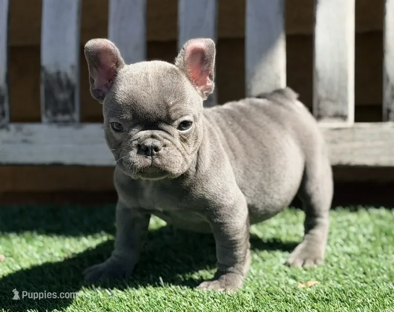 Mini frenchie – French Bulldog puppy for sale in Los Angeles, CA